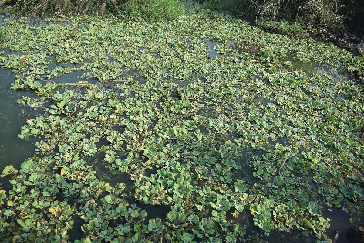 Dichte Schwimmpflanzendecke auf einem Stillgewässer – Zeichen für viele Nährstoffe