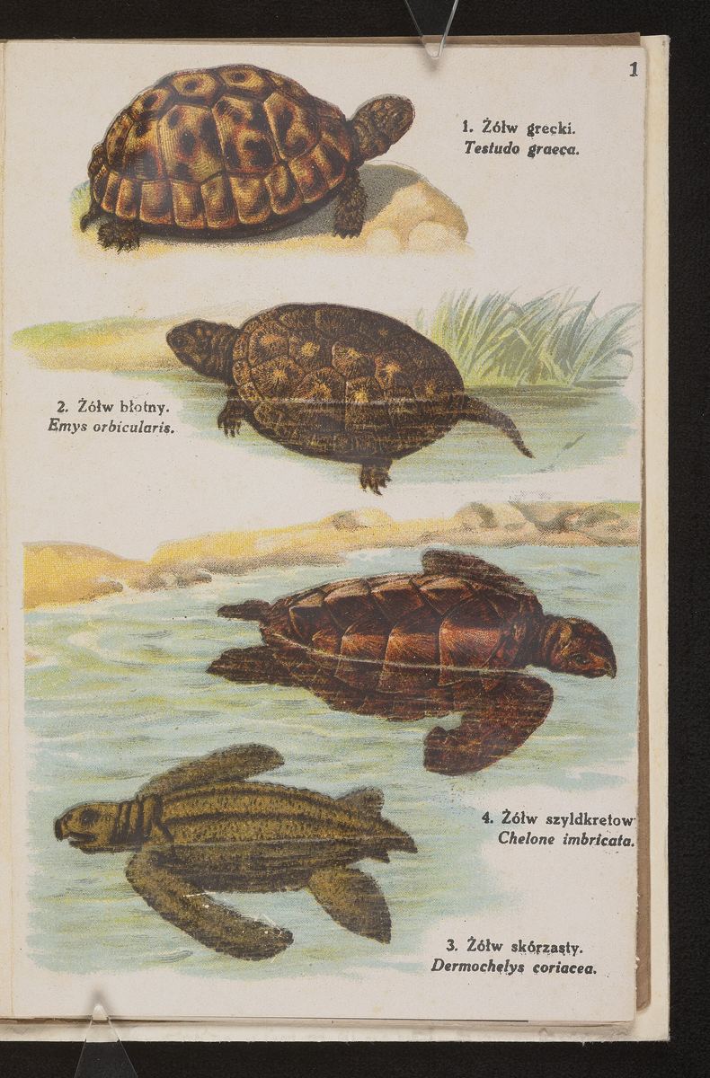 Schildkröten-Tafel aus einem polnischen Amphibien- und Reptilienatlas von 1925
