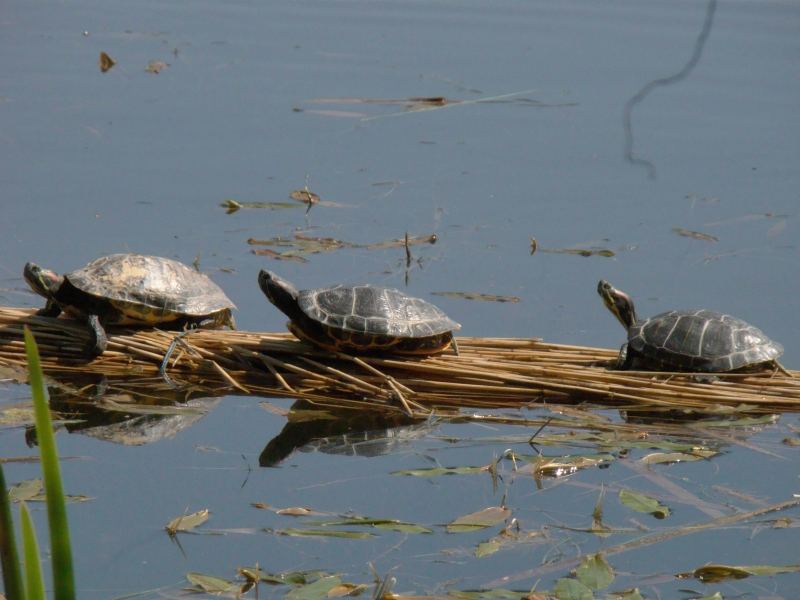 Wasserschildkröten beim Sonnenbad
