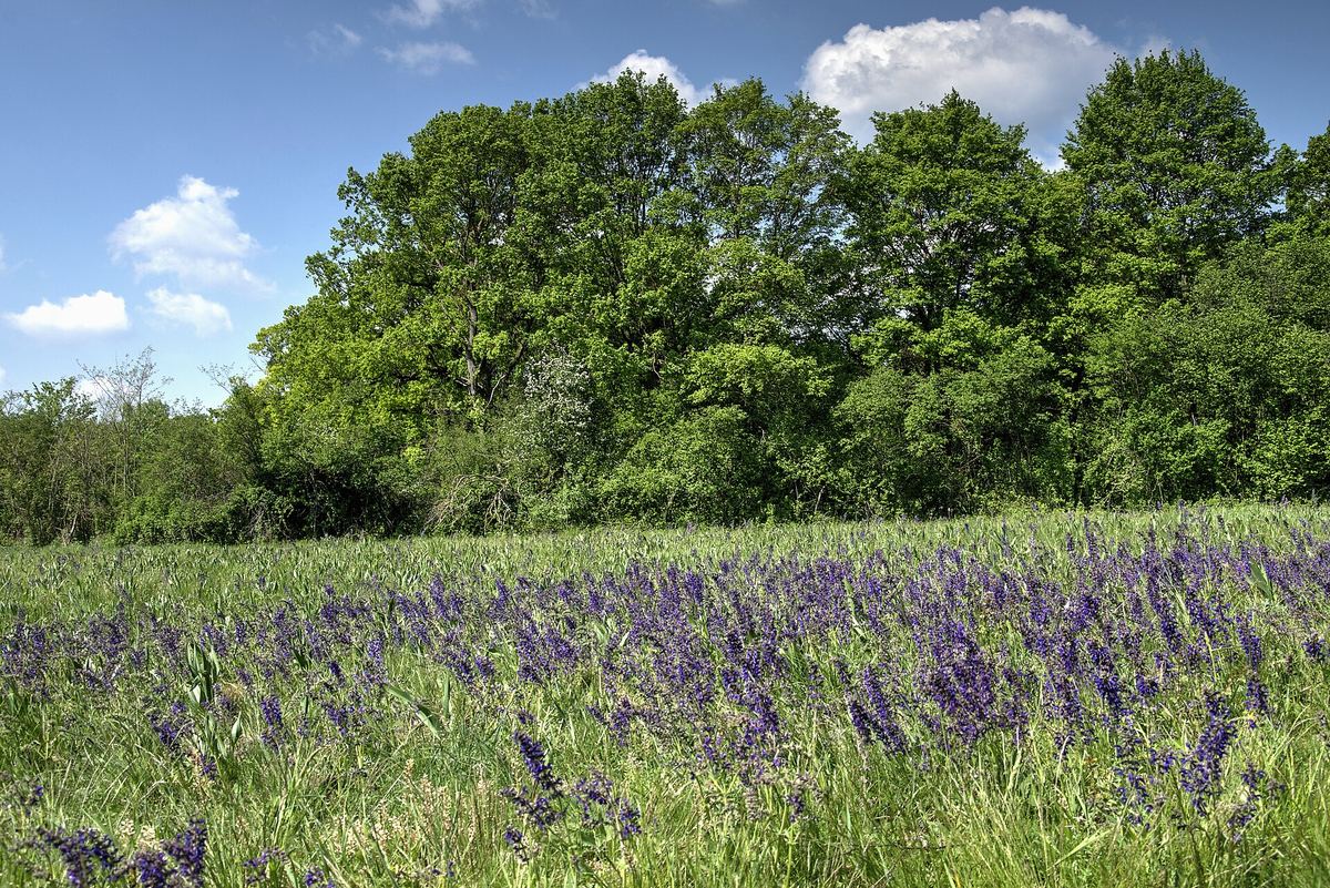 Auenlandschaft im Nationalpark Donau-Auen bei Eckartsau – hier lebt Österreichs letzte natürlich fortpflanzende Population