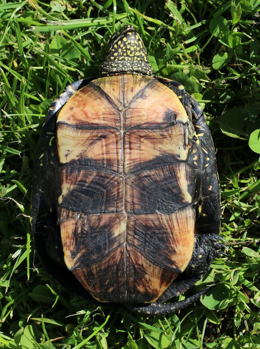 Bauchpanzer einer Europäischen Sumpfschildkröte: Die Zeichnung ist von Tier zu Tier verschieden.