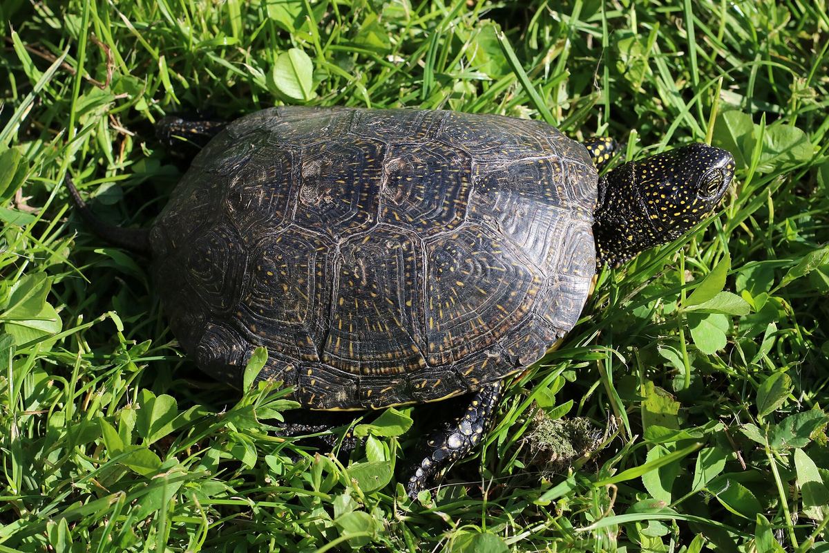 Äußerlich ähnlich, genetisch verschieden: Die Herkunft einer Sumpfschildkröte lässt sich oft nur im Labor klären.