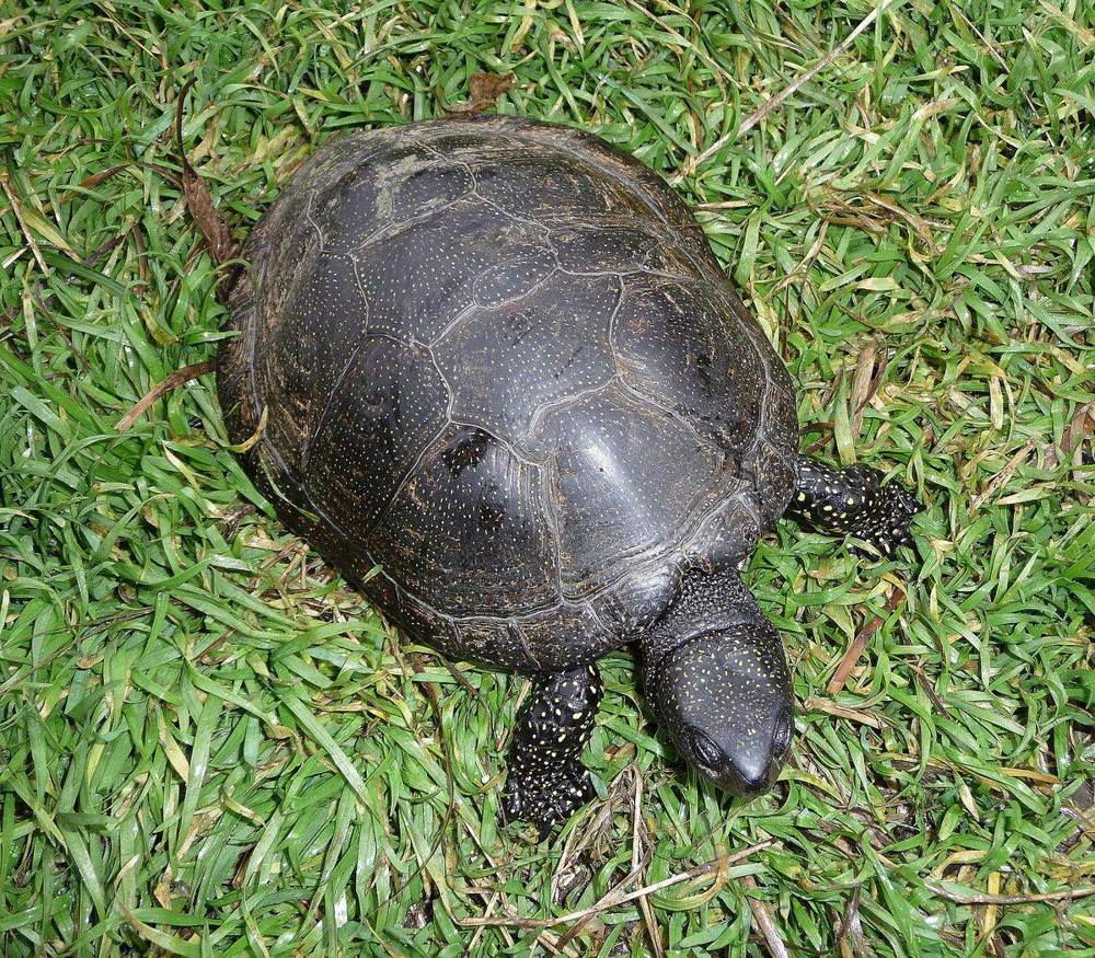 Europäische Sumpfschildkröte beim Sonnenbad