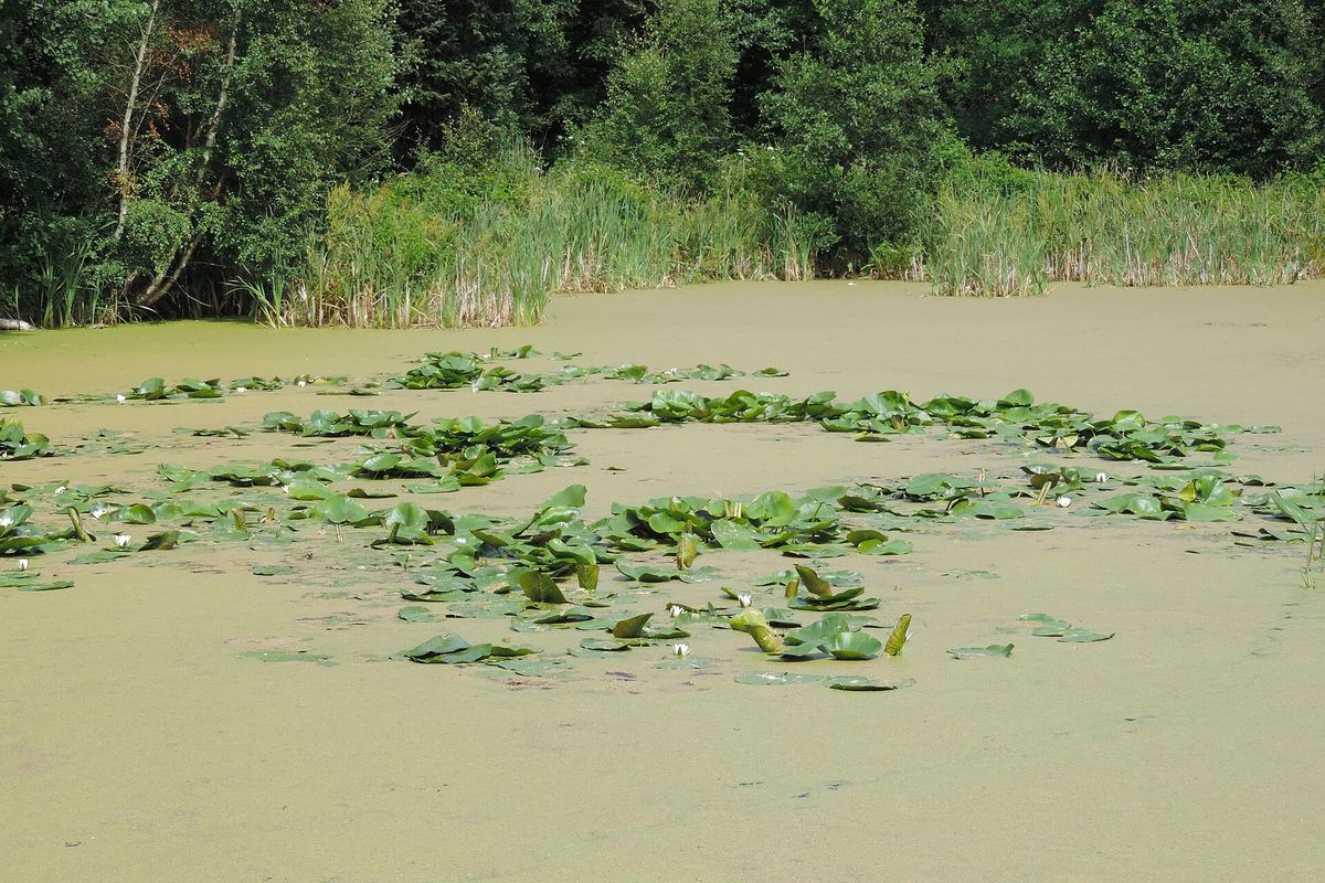 Weiße Seerose – Schattenspender und beliebte Liegefläche