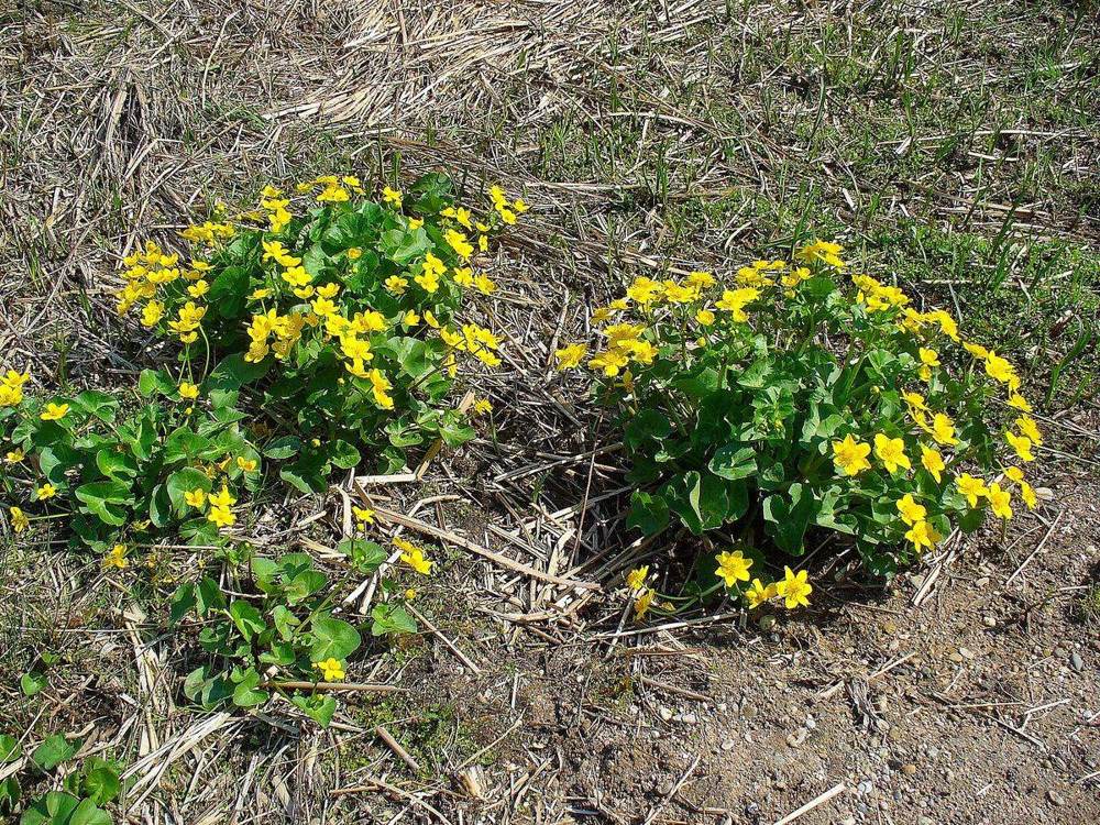 Sumpfdotterblume: robust, früh blühend und ideal für den feuchten Uferrand