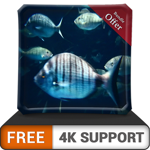Free Rush Aquarium HD - Mob von großen Fischen im Aquarium auf Ihrem HDR 4K-Fernseher, 8K-Fernseher und Feuergeräten als Hintergrundbild, Dekoration für die Weihnachtsferien, Thema für Vermittlung und