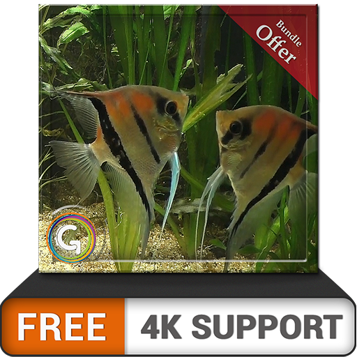 kostenloses Paar Fischaquarium HD - genießen Sie die Romantik der Fische auf Ihrem HDR 4K-Fernseher, 8K-Fernseher und Feuergeräten als Hintergrundbild, Dekoration für die Weihnachtsferien, Thema für V