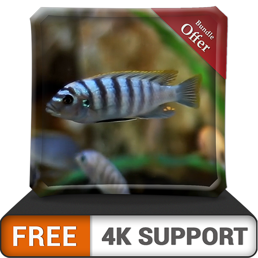 free white fish aquarium HD - dekorieren Sie Ihr Zimmer mit einem wunderschönen Aquarium auf Ihrem HDR 4K-Fernseher, 8K-Fernseher und Feuergeräten als Hintergrundbild, Dekoration für die Weihnachtsfer