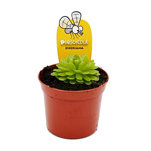 Exotenherz - Fleischfressende Pflanze - Mexikanisches Fettkraut - Pinguicula esseriana - 9cm Topf