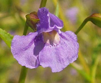 PURPLE MONKEY FLOWER 100 FRISCHE SAMEN MIMULUS ringens