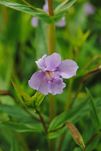 Mimulus ringens P 0,5 Offene Gauklerblume,winterhart, deutsche Baumschulqualität, im Topf für optimales anwachsen