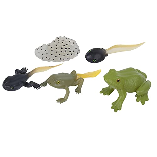 RiToEasysports Kaulquappe-Frosch-Spielzeug-Set, Ranidae-Wachstumszyklus-Modell für Kinder, Miniatur-Simulationstier für Frühe Bildungshilfen, Lehr-Statue-Spielzeug