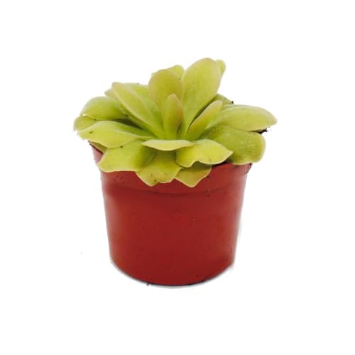 Exotenherz - Fleischfressende Pflanze - Fettkraut - Pinguicula 'Weser' - 9cm Topf