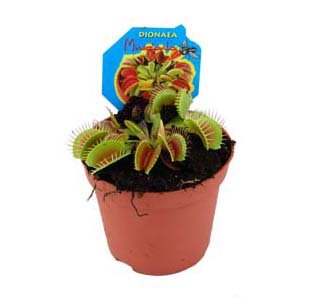 Dionaea, Venusfliegenfalle