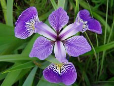 Seeds Iris versicolor | Blue Flag | Dagger Flower| 20_Seeds: Only Seeds