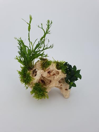 Garnelenbäumchen Lochgestein ca, 13x 10 cm mit echtem Farn,Anubias uns Moos bepflanzt