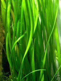 7 Vallisneria gigantea + 3 Echinodorus bleheri +++