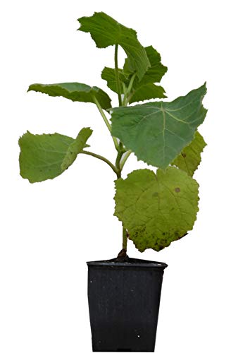 Seedeo® Blauglockenbaum (Paulownia tomentosa) Jungpflanze