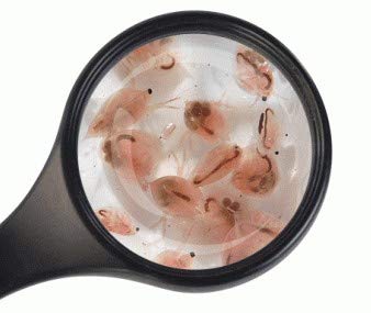 Fischfutter Lebendfutter Freie Auswahl SAHAWA 90 ml Beutel viele Sorten schneller gekühlter Versand (Daphnien 90ml)