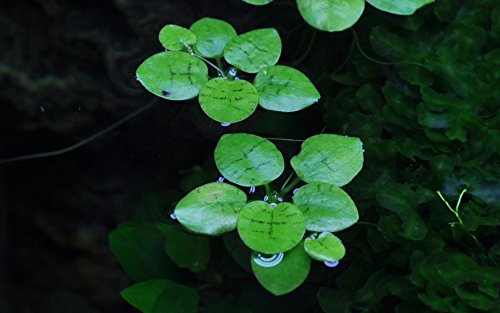 Tropica Aquarium Pflanze Limnobium laevigatum Nr.063 TC in Vitro 1-2 Grow Wasserpflanzen Aquariumpflanzen