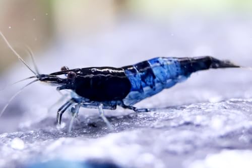 5 Stück Blue Rili Zwerggarnelen Neocaridina davidi/Blue Rili Aquarium Garnelen