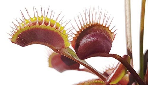 Fangblatt - rote Venusfliegenfalle - Dionaea Muscipula 'Akai Ryu' - blühfähig im 9 cm Rundtopf - fleischfressende Pflanze