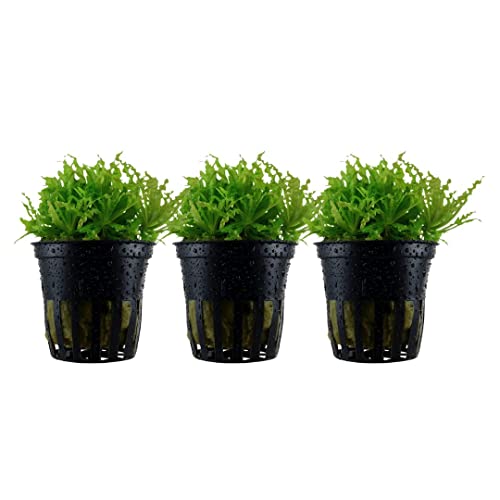 AquaOne Aquarium Pflanze 3 Stück Pogostemon helferi I Wasserpflanze Aquariumpflanze Stängelpflanze voll durchwurzelt einfach pflegeleicht Aquascaping Dekoration