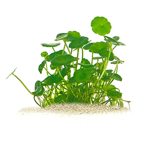 Hydrocotyle verticillata - Amerikanischer Wassernabel in vitro XL - 8,5cm Bechergröße - Vordergrund Wasserpflanzen für Aquarien