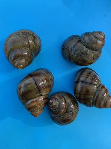 Biotopbesatz 5 kleine Teichmuscheln + 5 Sumpfdeckelschnecken - Gegen Algen im Teich