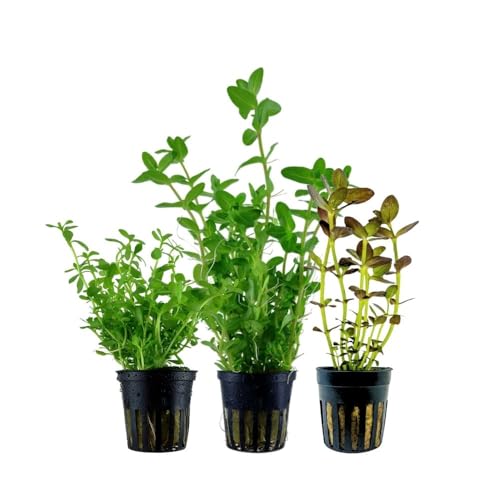 AquaOne Aquarium Pflanzen I 3X Bacopa Wasserpflanzen I Barschbecken Aquarienpflanzen I Cryptocoryne wendtii Green pink Panther I Cryptocoryne-Becken Set