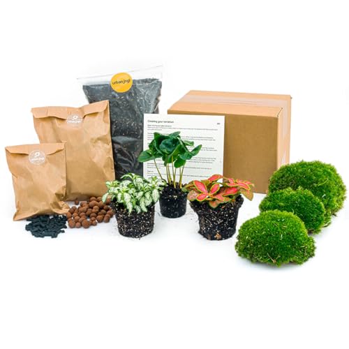 Flaschengarten - Pflanzenterrarienpaket - Coffea Arabica - 3 Terrarienpflanzen - Nachfüll- und Starterpaket DIY-Terrarium - Mini-Ökosystempflanze - urbanjngl