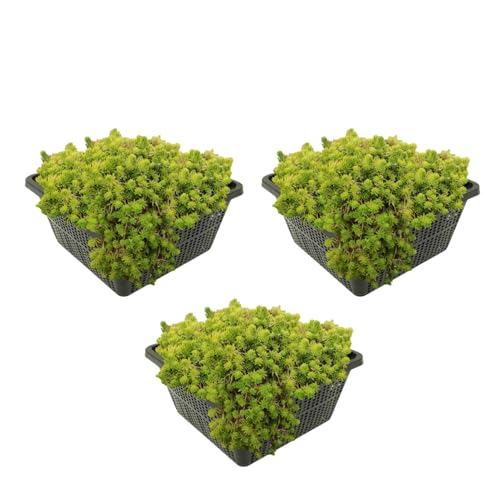 vdvelde.com - Nadelkraut - 12 Stück - 3 Teichkörbe - Crassula Recurva - Sauerstoffpflanze - Ausgewachsene Höhe: 10 cm - Platzierung: -1 bis -80 cm