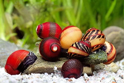 Rote Rennschnecke - 3er Gruppe I biologische Algenpolizei für das Aquarium I wunderschöne Musterung I gelbe, braune und rote Streifen