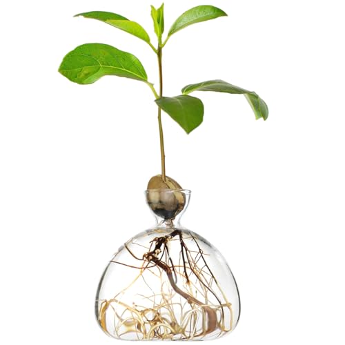 AGONIS® Aufzucht-Glas für Avocados und Kastanien | Hochwertiges Keimglas, besonderes Garten Geschenk, Aufzuchtset für Kerne, Samen, Keime
