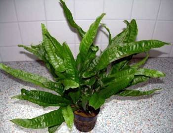 1 Javafarn Mutterpflanze XXL 30-40 cm, für Ihr Aquarium, Microsorium, Barschfeste Wasserpflanzen für das Aquarium, Aquarienpflanzen