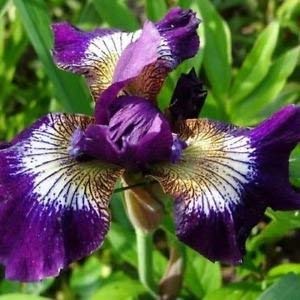 Semi Iris Nord Blue Flag Flower (Iris Versicolor) 80 + Semi: Only Seeds