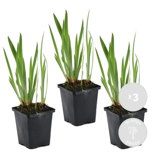 3x Iris 'Kaempferi' – Japanische Schwertlilie – Teichpflanze – Winterhart – ⌀9 cm - 20-30 cm