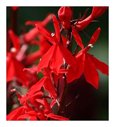 Lobelia cardinalis - Kardinals-Lobelie - Scharlachrote Lobelie - 10 Samen