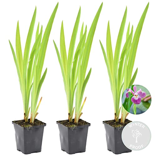 3x Iris 'Versicolor' - Wilde Schwertlilie - Teichpflanze - Winterhart - ⌀9 cm - 20-30 cm