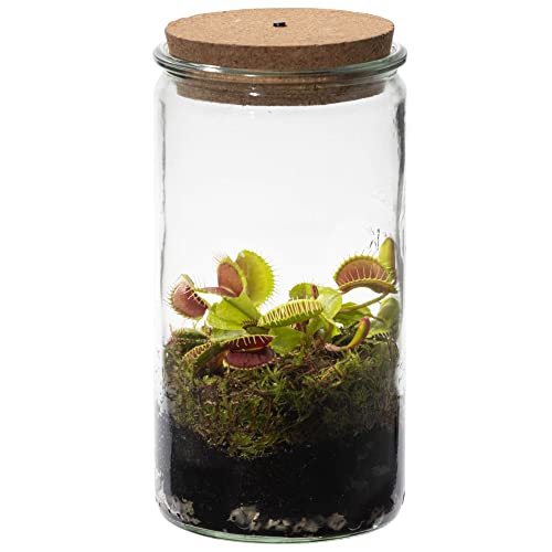 vdvelde.com - Swampworld Venusfliegenfalle Weck Glas - Flaschengarten mit Licht - Fleischfressende Pflanze Terrarium + Fleischfressende pflanzen Buch - Glas: Ø 10,5 cm, Höhe 21 cm