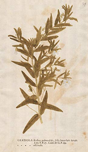 Gratiola floribus pedunculatis... - hedgehyssops Gnadenkräuter Botanik botany botanical