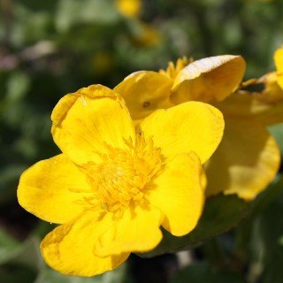 Sumpfdotterblume - Caltha palustris - Wasserpflanze