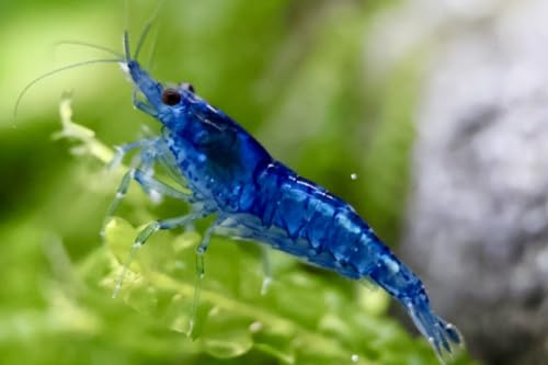 5 Stück Blue Dream Zwerggarnelen Neocaridina davidi/Blue DreamAquarium Garnelen