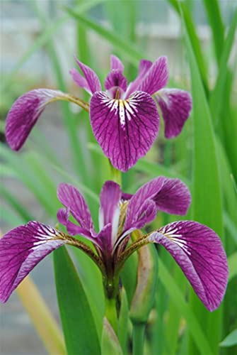 Iris versicolor 'Kermesina', gen. P 0,5 Garten-Sumpf-Schwertlilie 'Kermesina',winterhart, deutsche Baumschulqualität, im Topf für optimales anwachsen