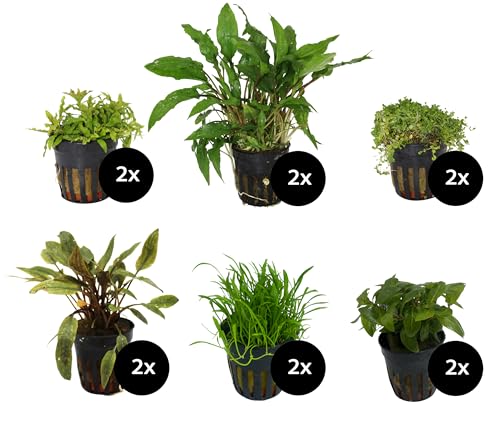 Dehner Aqua Premium Aquarienpflanzen-Set Bodendecker im Topf, 12 verschiedene Wasserpflanzen, Ø Topf je 5.5 cm, grün