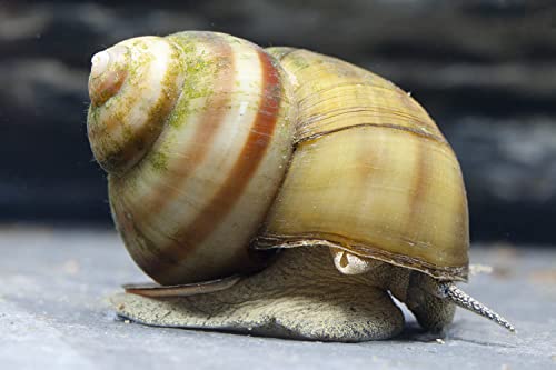 Teich Sumpfdeckelschnecke, 10 st.. + 1 NH TOXEX Ball - (Faden) Algen und Laubfresser/Gesundheitspoilzei im Gartenteich!