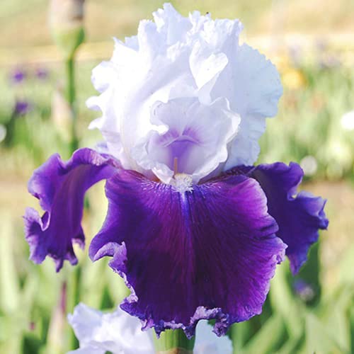 CHTING 5Stücke Seltene Schöne Irisbirne Weiße Lila Blütenblätter Schwertlilie Zwiebeln Unverzichtbare Zierblumen Für Gartenbalkone Im Innenhof Iris Zwiebeln