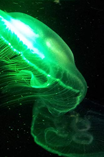 Aquarium: Qualle unter Licht