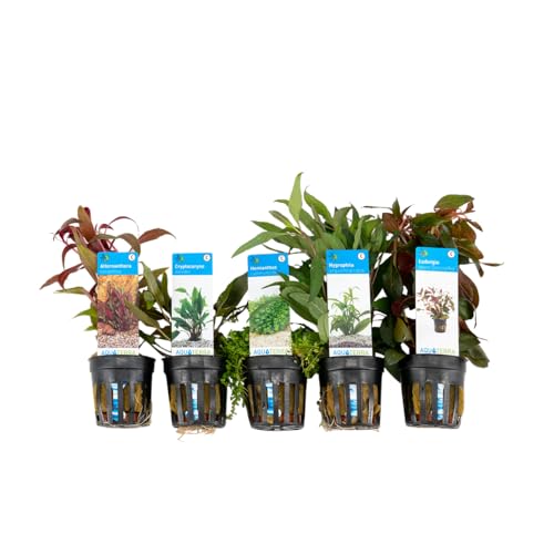 Bloomique - 5er Set - Aquarium Pflanzen Echt - Aquarium Zubehör -Wasserpflanzen - Reinigend - Sauerstoff - Ludwigie, Wasserfreund, Perlkraut, Papageienblatt, Wasserkelch - Höhe 15-20 cm