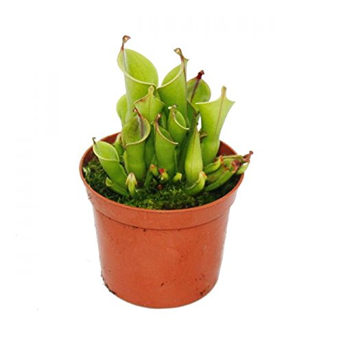 Exotenherz - Fleischfressende Pflanze - Sumpfkrug - Heliamphora - 9cm Topf - Rarität